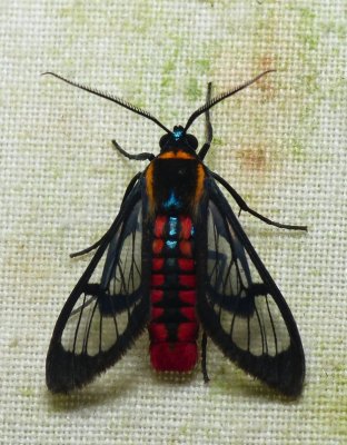Moth - Phoenicoprocta sanguinea