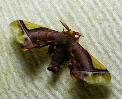 Moth - Epia muscosa