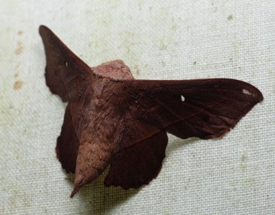 Moth - Bedosia