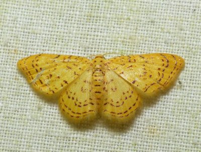 Moth - Eois