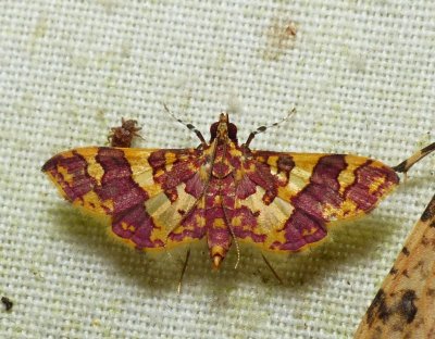 Moth - Glyphodes rubrocinctalis