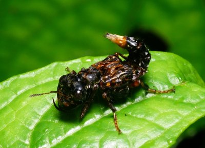 Rove Beetle - Leistotrophus versicolor