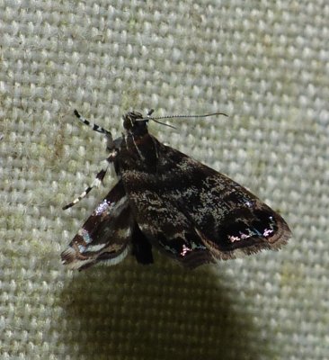 Moth - Brenthia