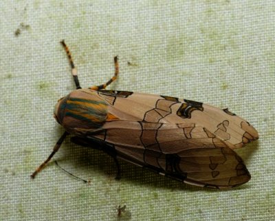 Moth - Halysidota