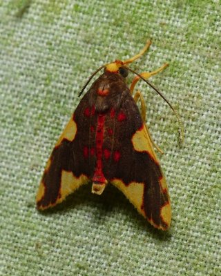 Moth - Trichromia