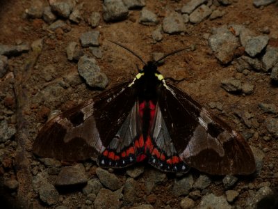 Moth - Dysschema