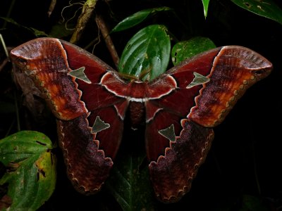Moth - Rothschildia