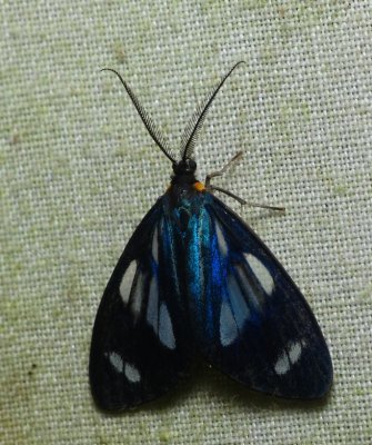 Moth - Hadesina caerulescens