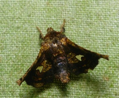 Moth - Dysodia