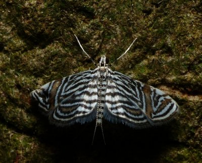 Moth - Aulacodes