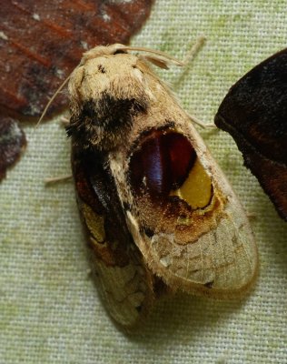 Moth - Arrhenophanes perspicilla