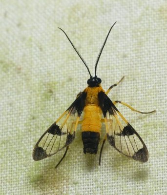 Moth - Cosmosoma semifulva