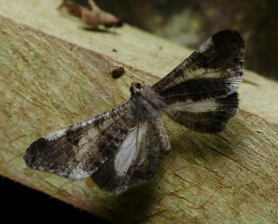 Moth - Macrosoma conifera