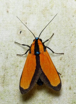 Moth - Ormetica taniala