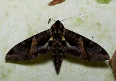 Moth - Eumorpha