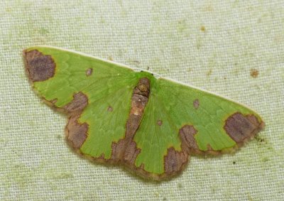 Moth - Chavarriella semiornata