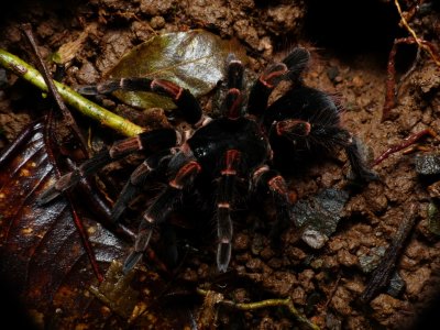 Orange-kneed Tarantula - Megaphobema mesomelas