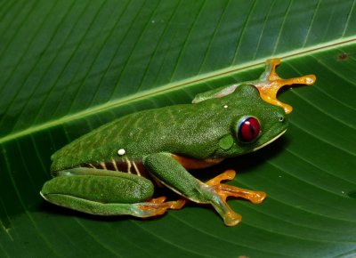 Red-eyed Leaf Frog - Agalychnis callidryas