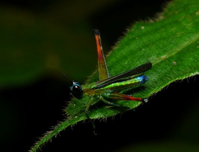 Grasshopper - Paramastax