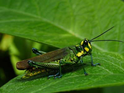 Grasshopper - Chromacris