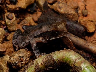 Toad - Incilius aucoinae