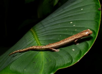 Salamander - Bolitoglossa striatula