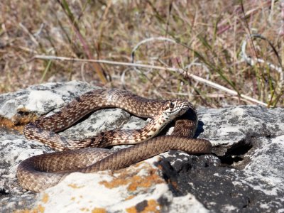 Coachwhip - Masticophis flagellum