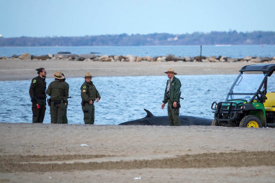 Dead minke whale at Orchard Beach