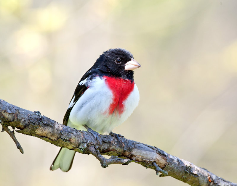 Rose-breasted Grosbeak