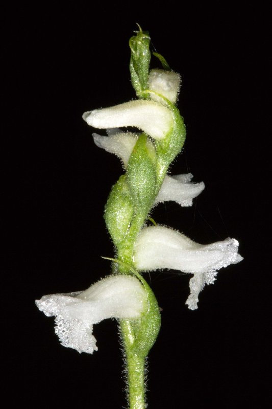 Nodding Ladies tresses (Spiranthes cernua)