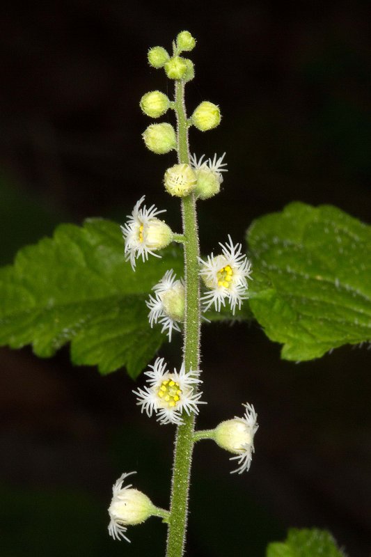 Miterwort