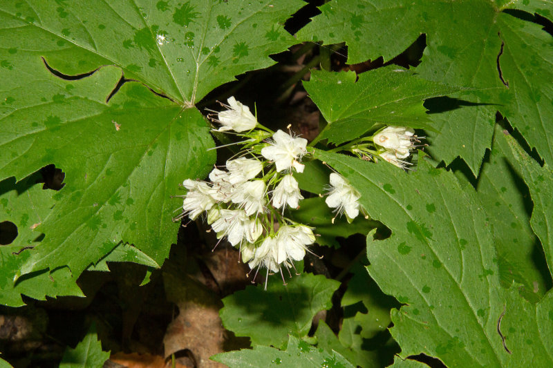 Maple-leaved waterleaf