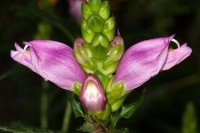 Turtleheads (Chelone lyonii)