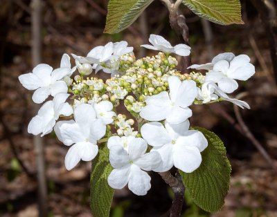 Hobblebush (Viburnum lantanoides)