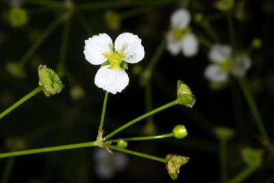 Northern Water-plantain (Alisma triviale)