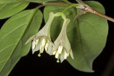 Fly honeysuckle (Lonicera canadensis)