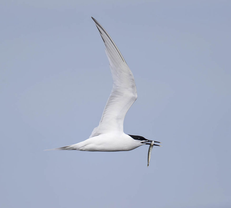 Sandwich Tern 