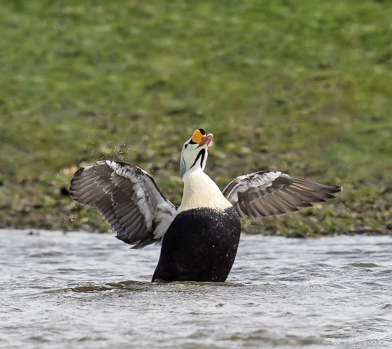 King Eider 