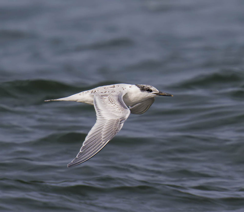 Sandwich Tern (juvenile)