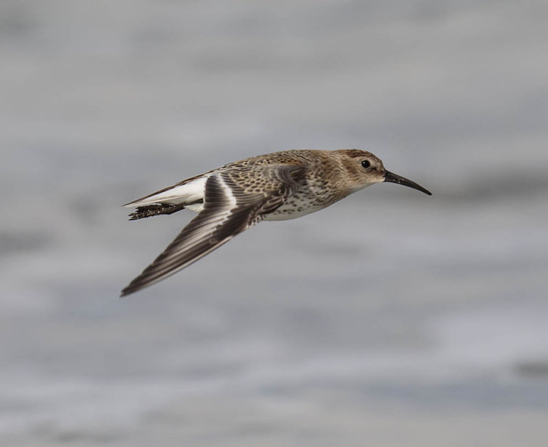 Dunlin 