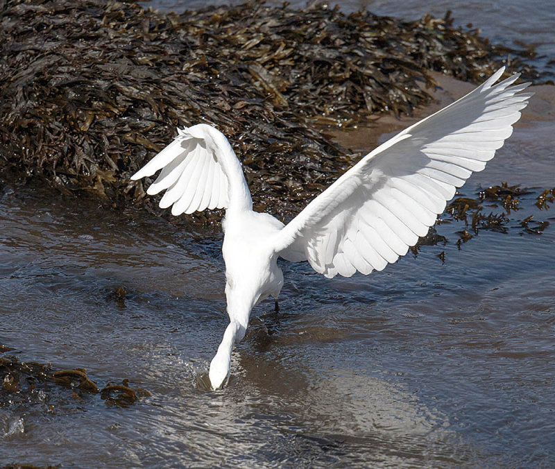 Little Egret 