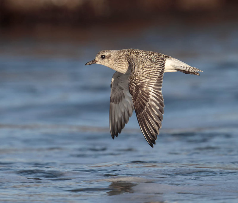 Grey Plover 