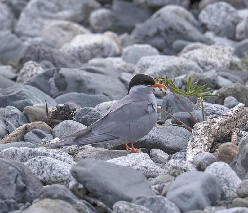 Black-fronted Tern