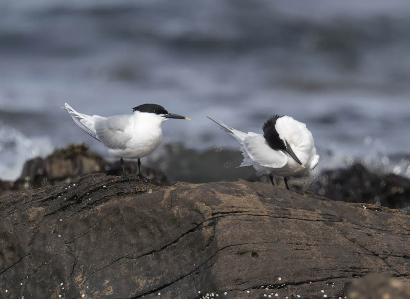 Sandwich Terns