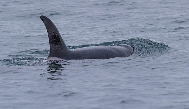Orca or Killer Whale