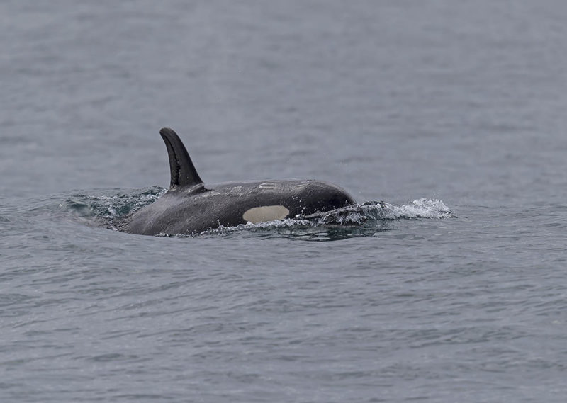 Orca or Killer Whale