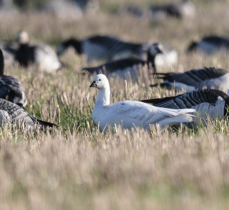 Barnacle Goose (leucistic)