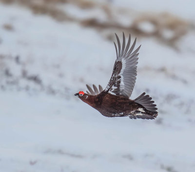 Red Grouse 