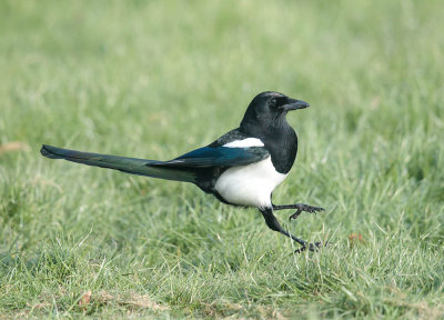 Magpie
