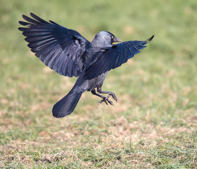 Jackdaw 